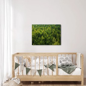 Kép - sűrű erdő (70x50 cm)