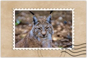 Poszterek 90x60 Hiúz közelről Vadmacska