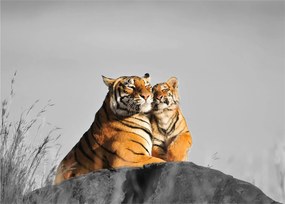 Kép - Tigris és a kölyke, fekete-fehér változat (70x50 cm)