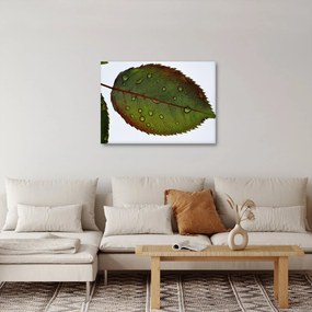 Kép - Rózsalevél (70x50 cm)