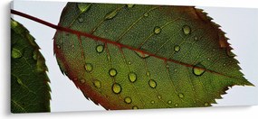 Kép - Rózsalevél (120x50 cm)
