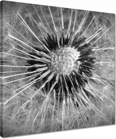 Vászonkép 40x40 Pitypang Virág Virágok