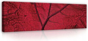 Vászonkép 145x45 Makro levelek piros levél damil levél textúra vízcseppek