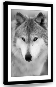Farkas fekete-fehérben, vászonkép, 40x60 cm méretben