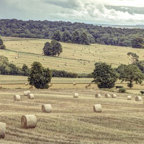 Poszter 50x50cm SzĂ©nakazalok a mezĆkön 2, Assaf Frank