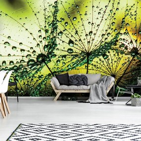 Fotótapéta - Pitypang - absztrakt - zöld (152,5x104 cm)