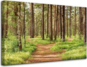 Vászonkép Ösvény az erdőben Fák Természet 80x50 cm