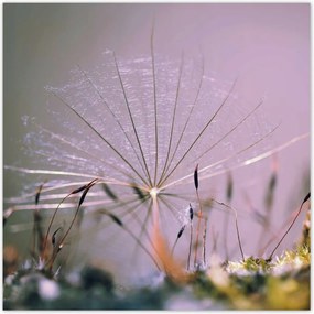 Poszterek 100x100 Pitypang