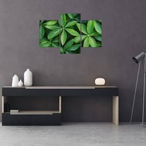 Kép - Levelek harmatcseppekkel (90x60 cm)
