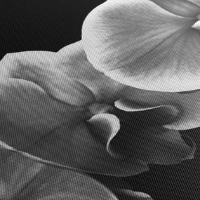 Egy orchidea virág képe (90x60 cm)