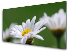 Akril üveg kép Daisy A Wall 125x50 cm 2 fogas