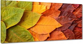 Vászonkép 60x30 Őszi színes levelek Levelek az ősz színeiben
