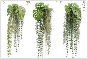 Poszterek 120x80 Monstera Lyukas levelek