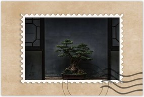 Poszterek 60x40 Bonsai Fa Kultúra