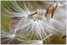 Poszterek 120x80 Pitypang Virág Virágok