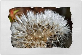 Poszterek 120x80 Pitypang Virág Virágok