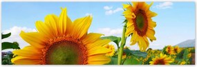 Poszterek 200x66 Napraforgók Égbolt