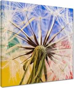 Vászonkép 40x40 Pitypang színesben