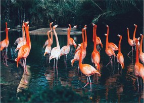 Flamingók csordája (70x50 cm)