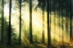 Fotótapéta Flizelina Tájkép Természet Erdő Fák Nap Reggel 416x290 ragasztó