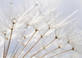 Fotótapéta Flizelin Dekoratív Hálószoba Rosa pitypang 208x146