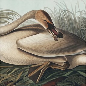 Design fotótapéta Flizelin falra Természetes madár 250x250 Ragasztó