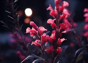 Poszter 35x25cm Esti ragyogás