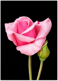 Poszterek 50x70 Rózsaszín rózsabimbó