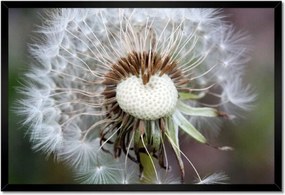 Poszterek keretben 60x40 Pitypang Virág Virágok