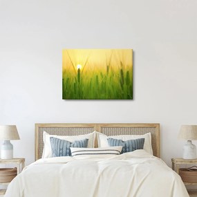 Kép - Mező gabonával (70x50 cm)