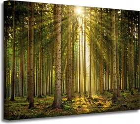 Vászonkép Erdő Fák Nap Természet Tavasz 40x30 cm