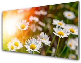 Üvegfotó Százszorszépek Flowers Rays 125x50 cm