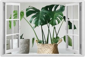 Poszterek 120x80 Mosnter levelek lyukas