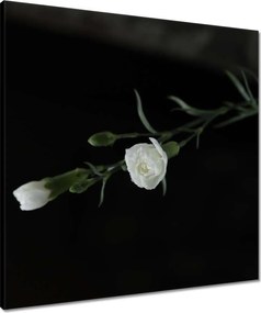 Vászonkép 60x60 Fehér szegfű virágok