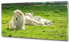 Üvegkép Bézs oroszlánok osh-93716692