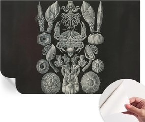 Dekoratív öntapadós fotótapéta irodába Vízalatti formák 104x70 cm