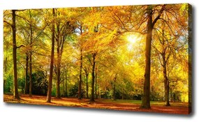 Vászon nyomtatás Erdő ősszel oc-89529230