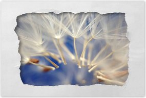 Poszterek 90x60 Pitypang Virág Virágok