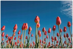 Poszterek 120x80 Tulipánok Tájkép Tulipánok