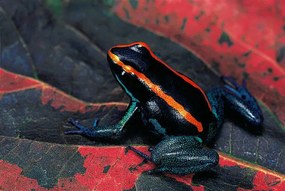 Fotográfia Phyllobates vittatus (Golfodulcean poison frog), Paul Starosta