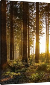 Vászonkép Naplemente Erdő Fák Természet 70x120 cm