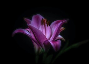 A liliom képe
 (üvegen) (70x50 cm)