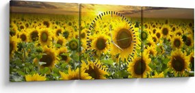 Kép - Napraforgók naplementében (órával) (90x30 cm)