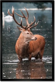 Poszter keretben 40x60 Szarvas felszarvazott