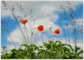 Poszterek A0 Szint Piros mezei pipacs