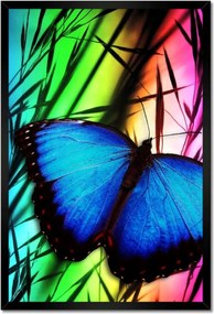 Poszter keretben 40x60 Kék pillangó