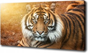 Vászonkép Bengáli tigris 100x70 cm