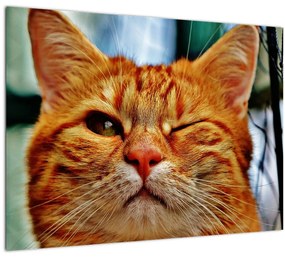 Egy pislogó macska képe (70x50 cm)