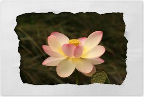 Poszterek 90x60 Lótusz Lótuszvirág