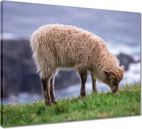 Vászonkép 50x40 Juh legeltetés Bárányok